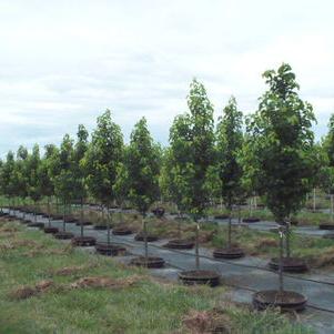 Pyrus calleryana Glen's Form