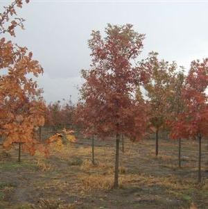 Quercus alba 