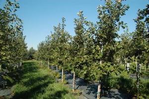 Quercus bicolor 