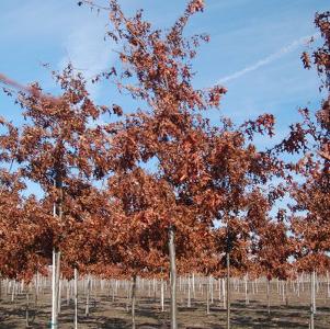 Quercus coccinea 