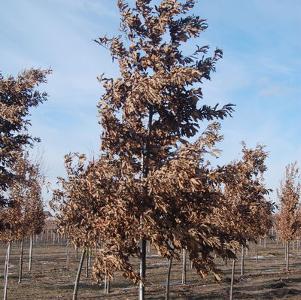 Quercus imbricaria 