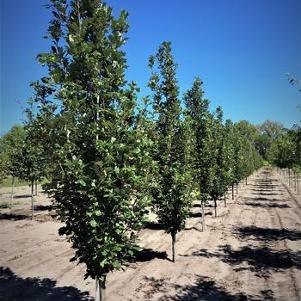 Quercus warei Long