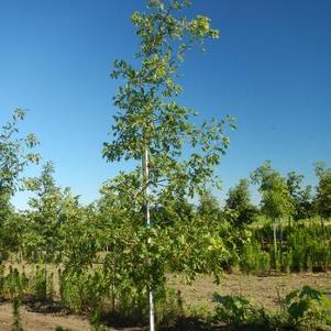 Quercus ellipsoidalis 