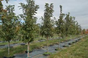Quercus macrocarpa 