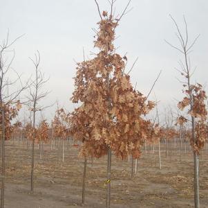Quercus muehlenbergi 