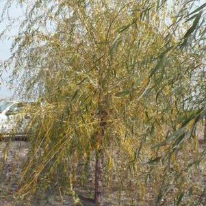 Salix alba Tristis