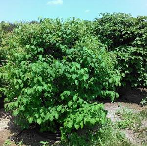 Syringa reticulata 