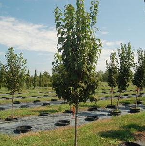 Syringa reticulata Ivory Silk