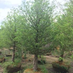 Taxodium distichum 