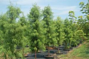 Taxodium distichum Shawnee Brave