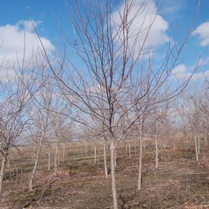 Viburnum lentago 