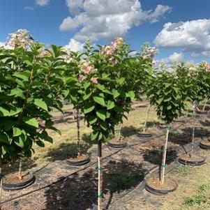 Hydrangea paniculata Proven Winners® Color Choice® Bulk