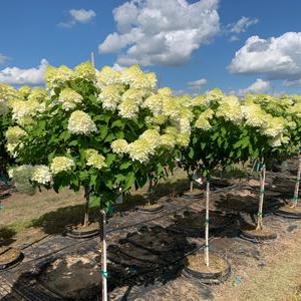 Hydrangea paniculata Proven Winners® Limelight