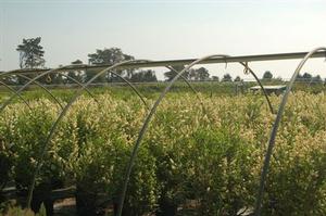Ligustrum vulgare Cheyenne