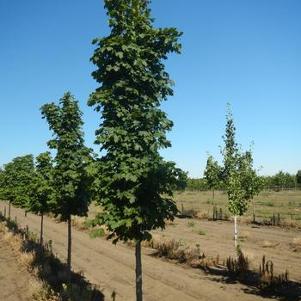 Acer platanoides Columnar