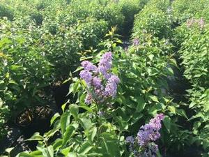 Syringa vulgaris 