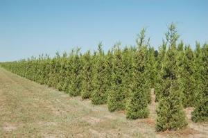 Juniperus chinensis Hetzii