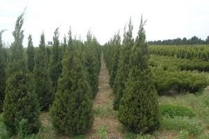 Juniperus virginiana Cupressifolia