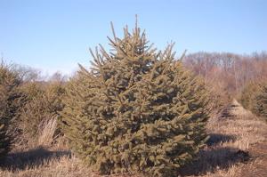 Picea glauca Densata