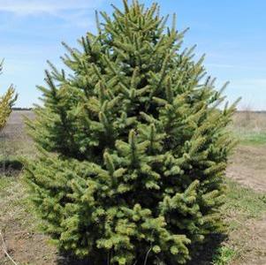 Picea pungens 