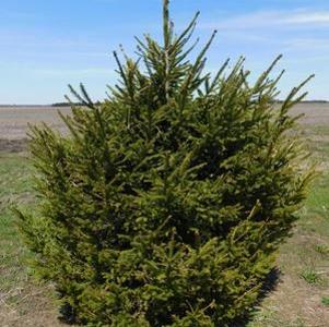 Picea abies 