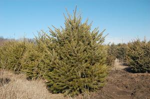 Pseudotsuga menziesii 
