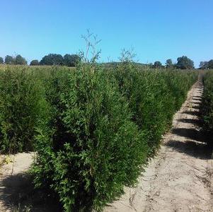 Thuja occidentalis Techny