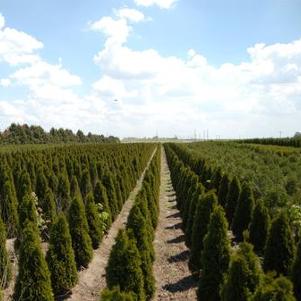 Thuja occidentalis Emerald (Smaragd)