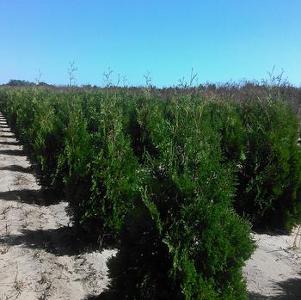 Thuja occidentalis Nigra