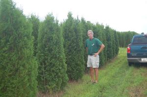 Thuja occidentalis Pyramidalis