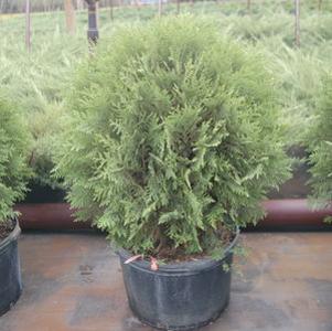 Thuja occidentalis Woodwardii