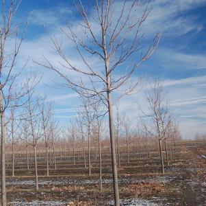 Acer platanoides Emerald Queen